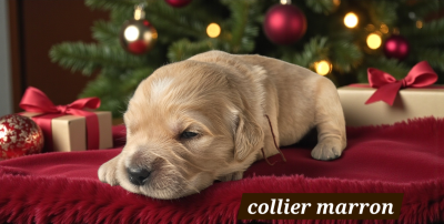 Les chiots de Golden Retriever
