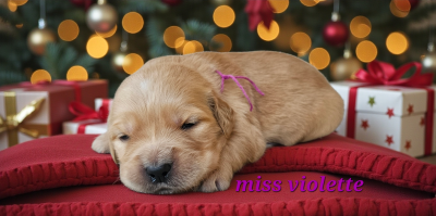 Les chiots de Golden Retriever