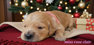 Les chiots de Golden Retriever