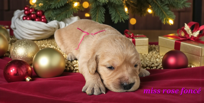 Les chiots de Golden Retriever