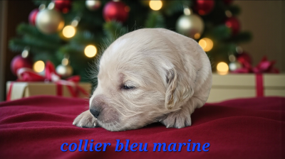 Les chiots de Golden Retriever