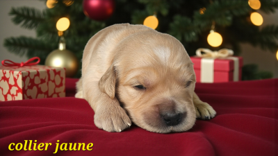 Les chiots de Golden Retriever