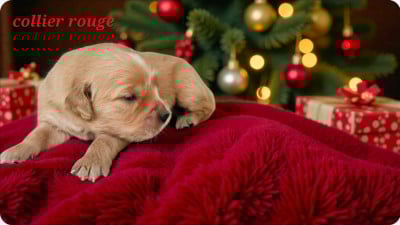 Les chiots de Golden Retriever