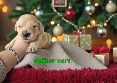 Les chiots de Golden Retriever