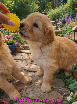 Les chiots de Golden Retriever