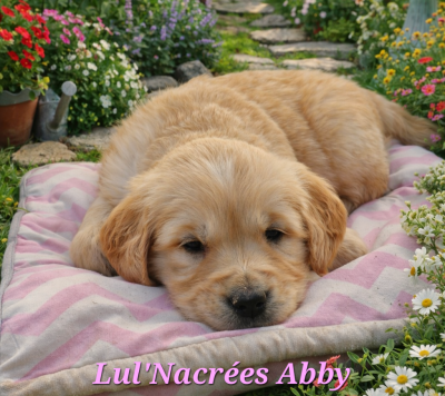 Les chiots de Golden Retriever