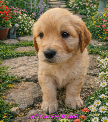 Les chiots de Golden Retriever