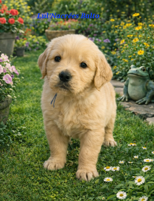 Les chiots de Golden Retriever