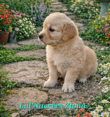 Les chiots de Golden Retriever