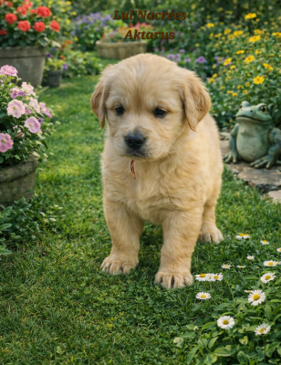Les chiots de Golden Retriever