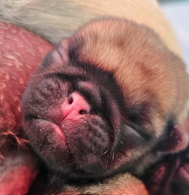 Les chiots de Carlin
