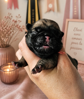 Les chiots de Carlin