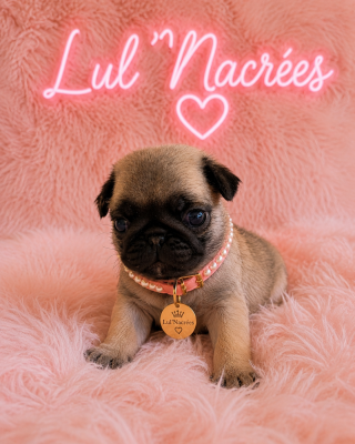 Les chiots de Carlin