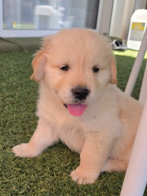Les chiots de Golden Retriever