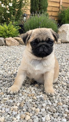 Les chiots de Carlin