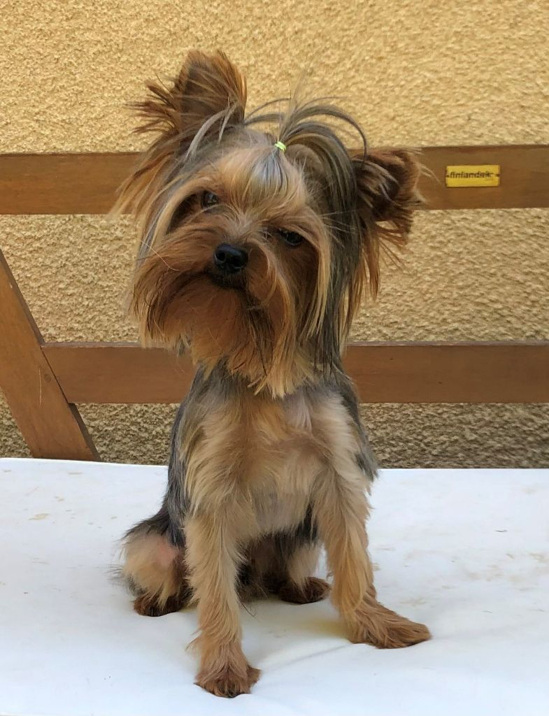 Publication : De Lady Augusta