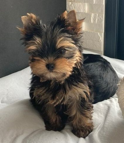 Publication : De Lady Augusta