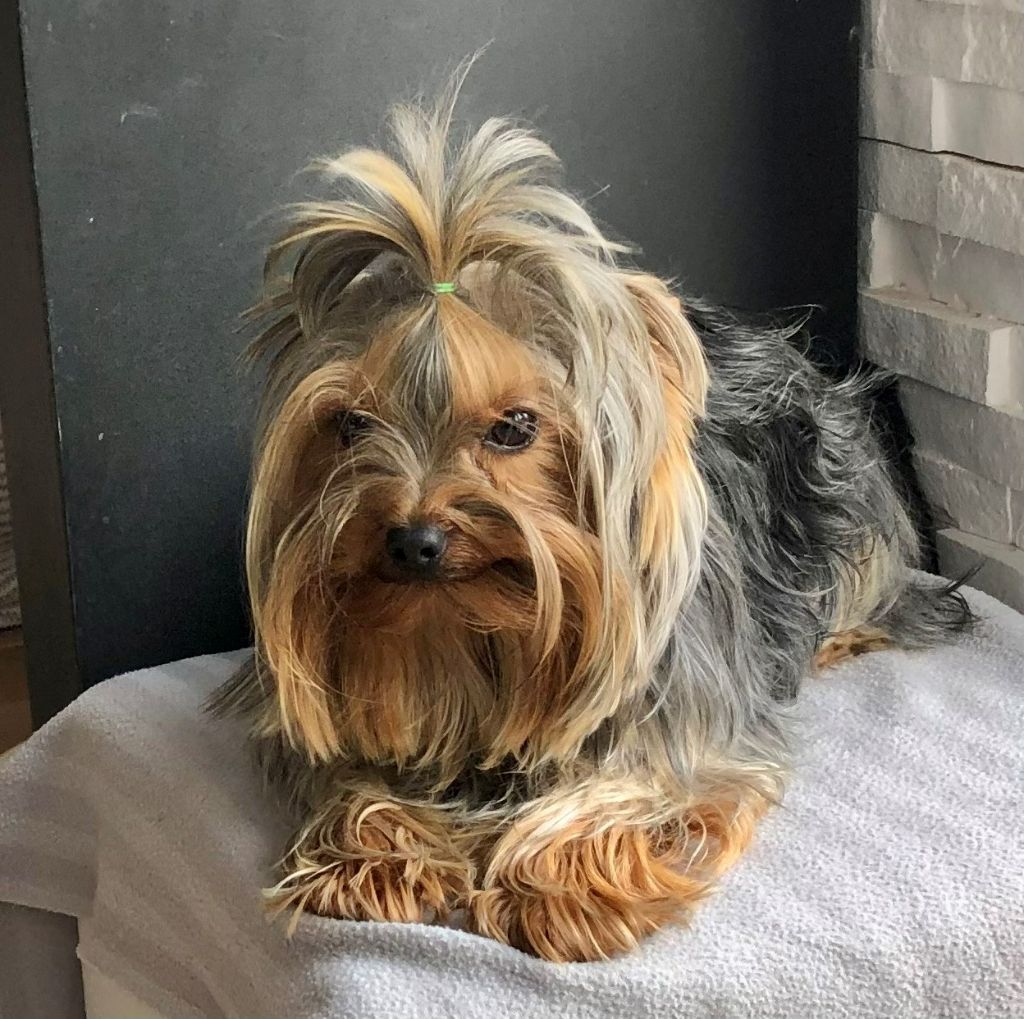 Publication : De Lady Augusta