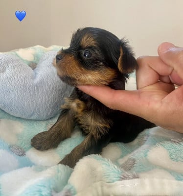 BLEU - Yorkshire Terrier