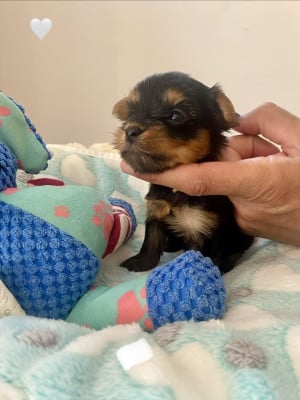 BLANC - Yorkshire Terrier