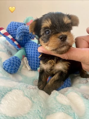 JAUNE - Yorkshire Terrier