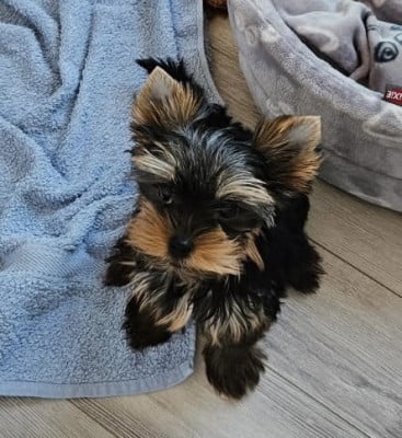 Les chiots de Yorkshire Terrier