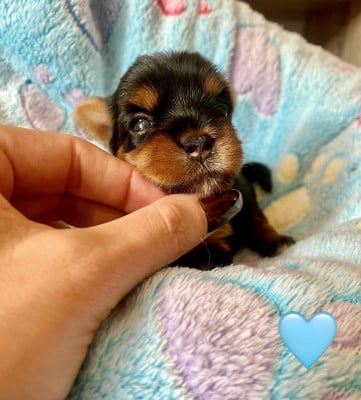 Les chiots de Yorkshire Terrier