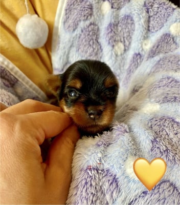 Les chiots de Yorkshire Terrier