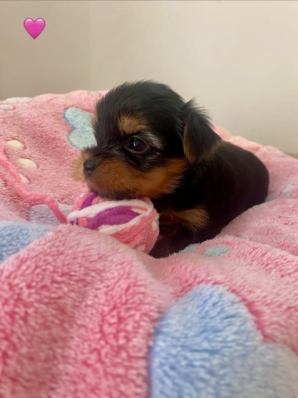 Yorkshire Terrier - De Lady Augusta
