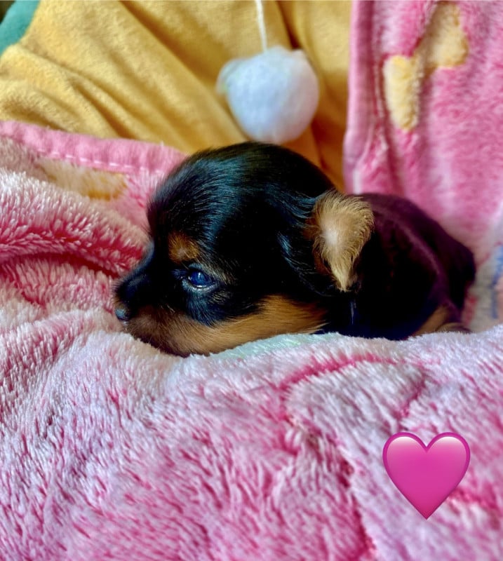Yorkshire Terrier - De Lady Augusta