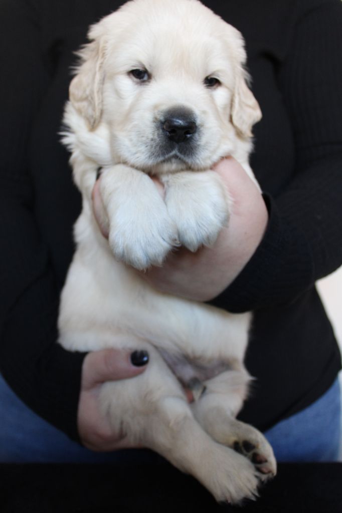 Chiot Golden Retriever - Mr marron Des Trèfles à Quatre Pattes