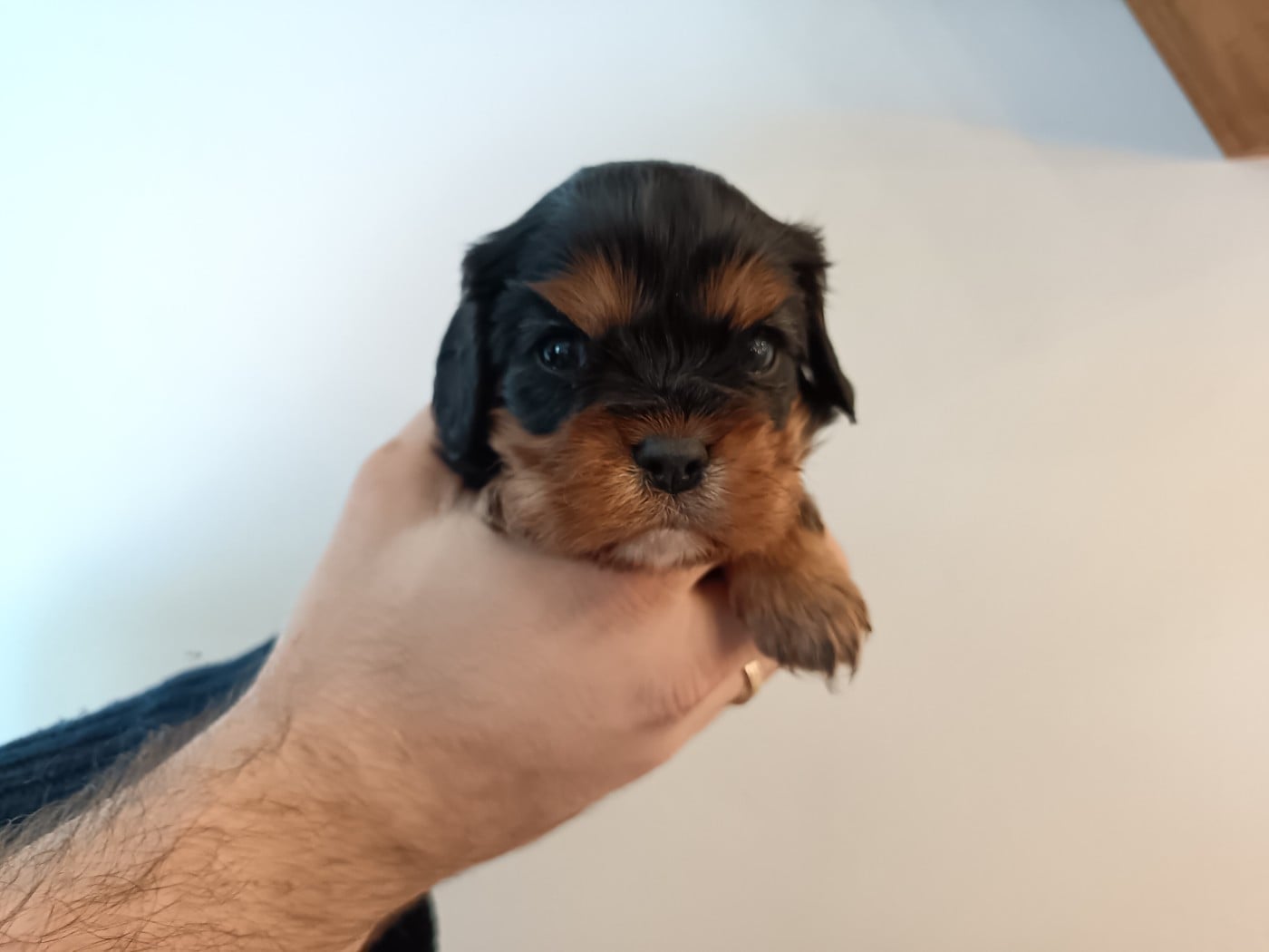 Cavalier King Charles Spaniel - Ironblood