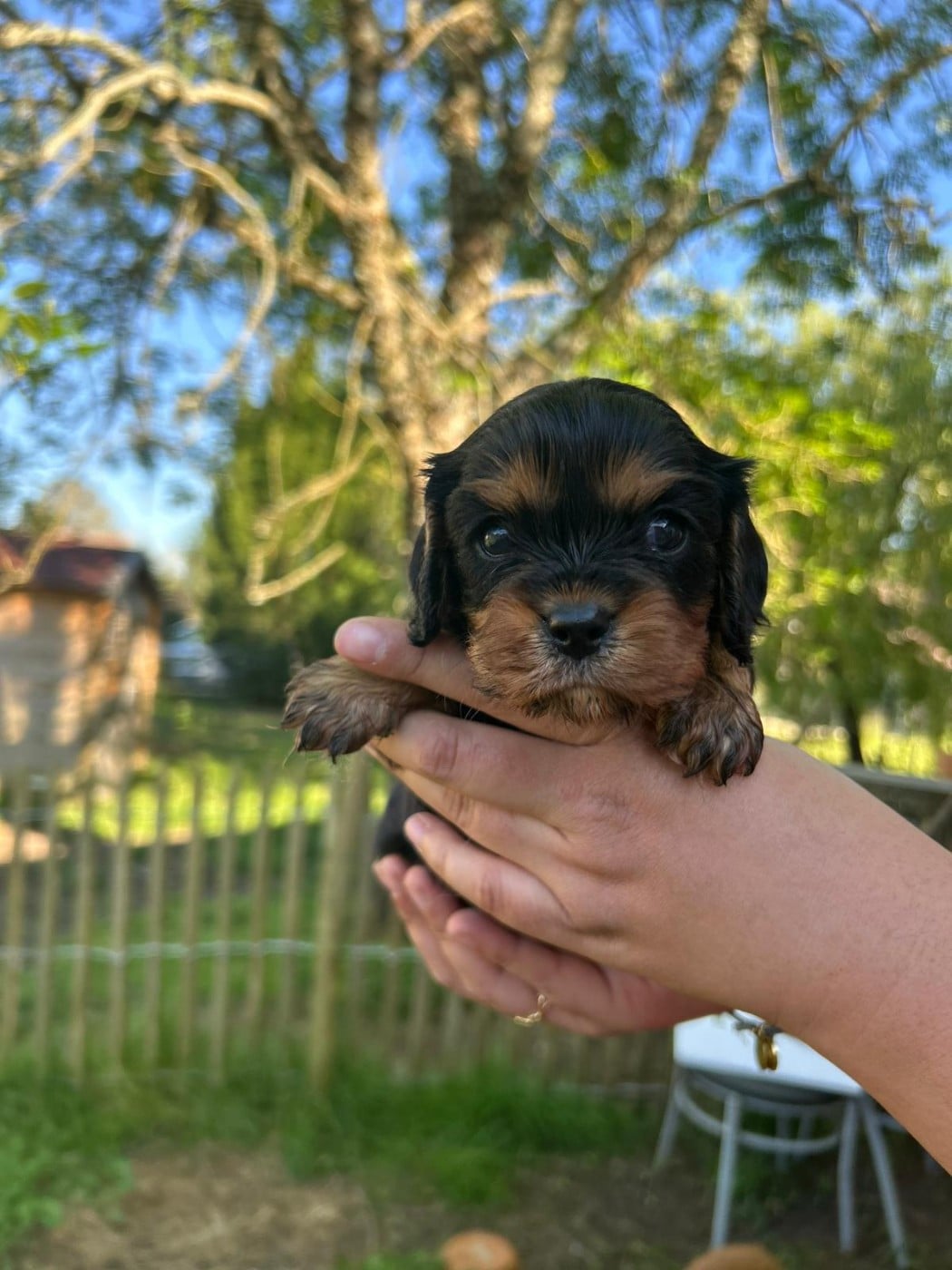 Cavalier King Charles Spaniel - Ironblood