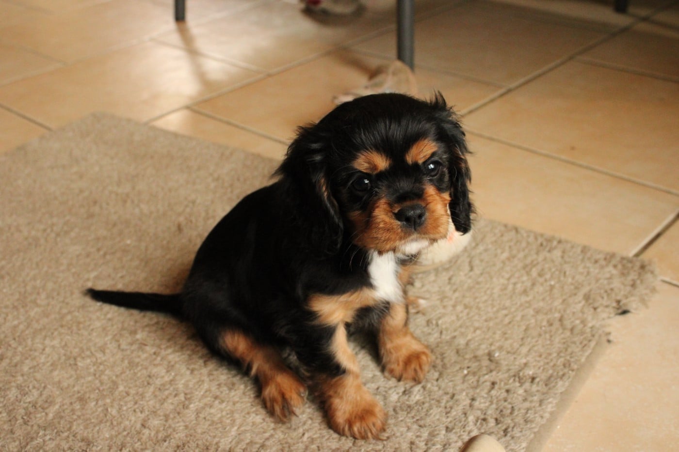 Cavalier King Charles Spaniel - Ironblood