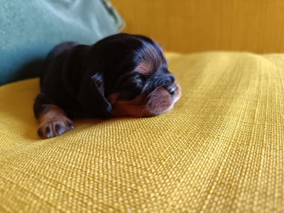 Les chiots de Cavalier King Charles Spaniel