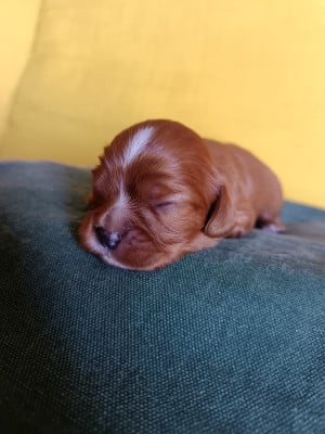 Les chiots de Cavalier King Charles Spaniel