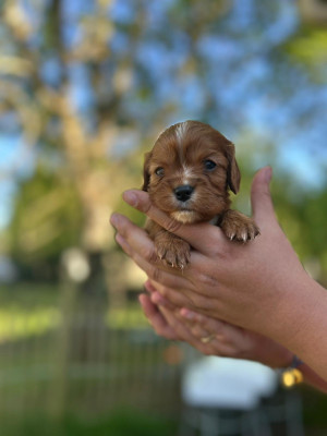 Les chiots de Cavalier King Charles Spaniel