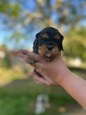 Les chiots de Cavalier King Charles Spaniel