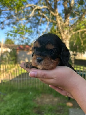 Les chiots de Cavalier King Charles Spaniel
