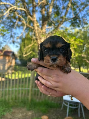 Les chiots de Cavalier King Charles Spaniel