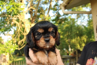 Les chiots de Cavalier King Charles Spaniel