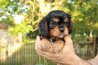 Les chiots de Cavalier King Charles Spaniel