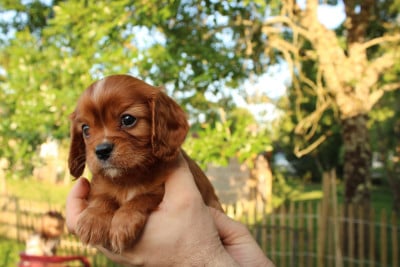 Les chiots de Cavalier King Charles Spaniel
