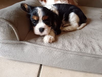 Les chiots de Cavalier King Charles Spaniel