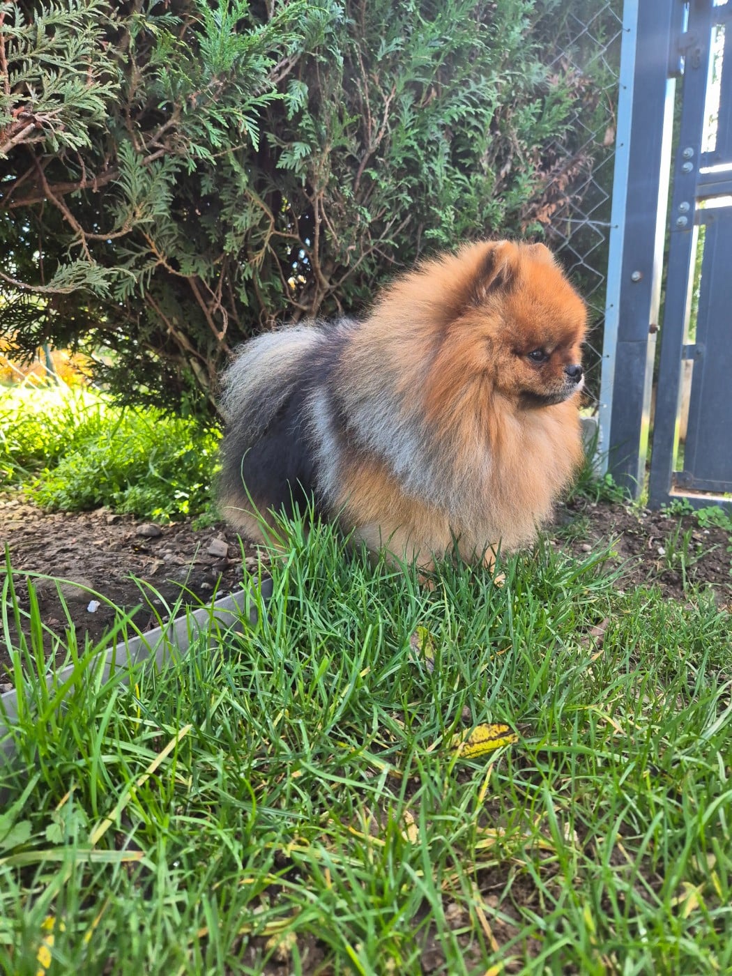 simvol goda Legacy of the king