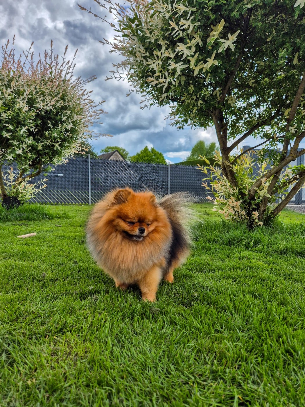 simvol goda Legacy of the king