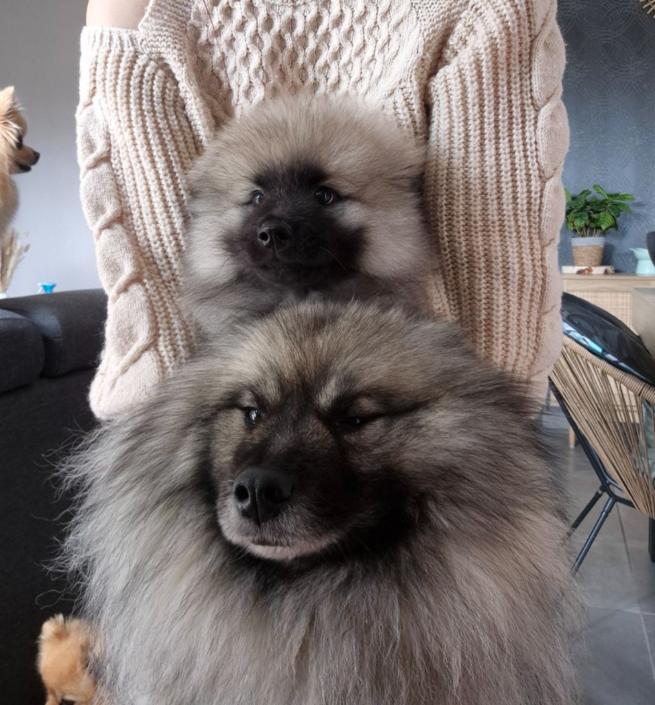 Sheyenne Of Sweet Fluffy Tails