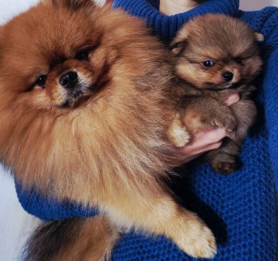 Les chiots de Spitz allemand