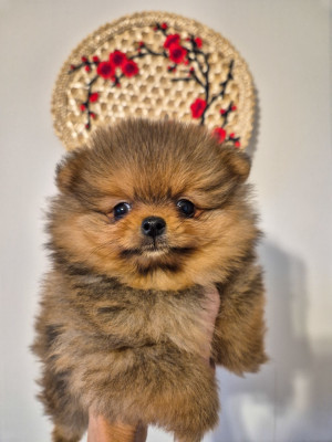 Les chiots de Spitz allemand