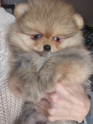 Les chiots de Spitz allemand